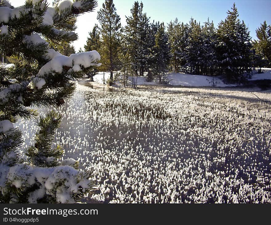 Ice grass on the river in Yellowstone