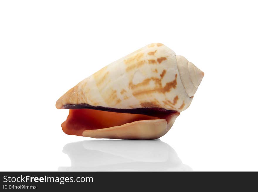 Photo of a sea snail with a very shallow depth of field focusing on the middle. Photo of a sea snail with a very shallow depth of field focusing on the middle