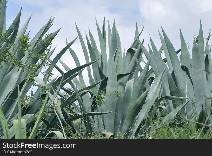 AGAVE