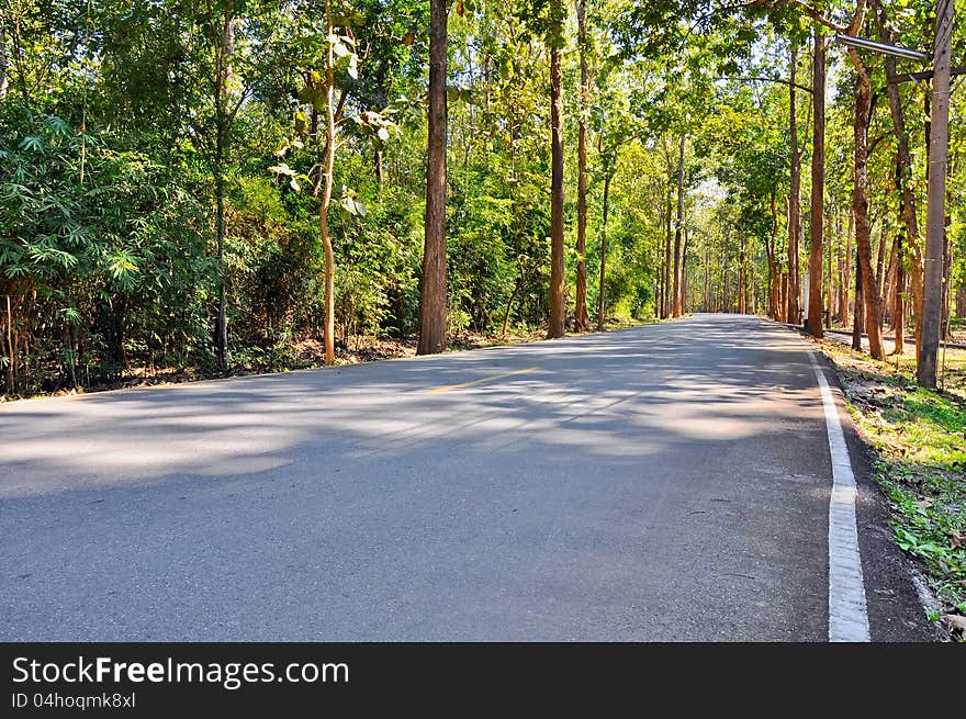 The country road  with  teak tree around. The country road  with  teak tree around