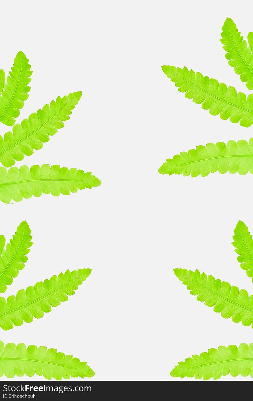 Fern leaves wallpaper