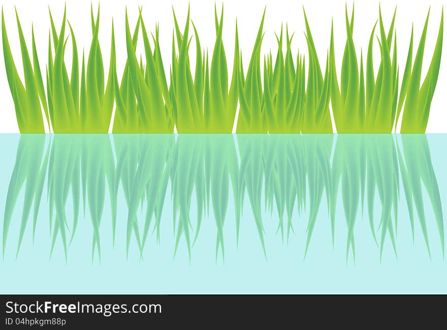 Grass and water