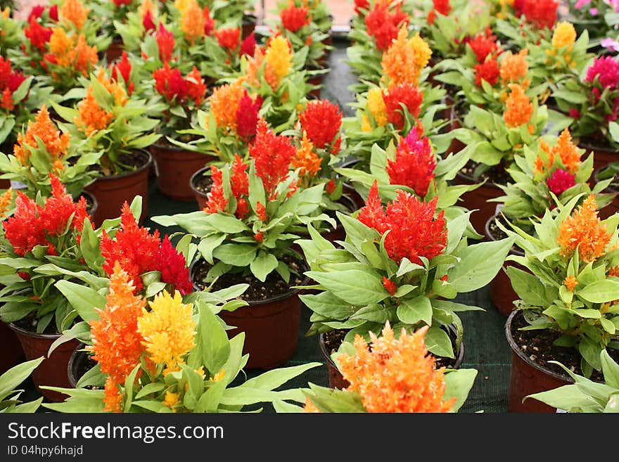 Colorful celosia argentea in pots