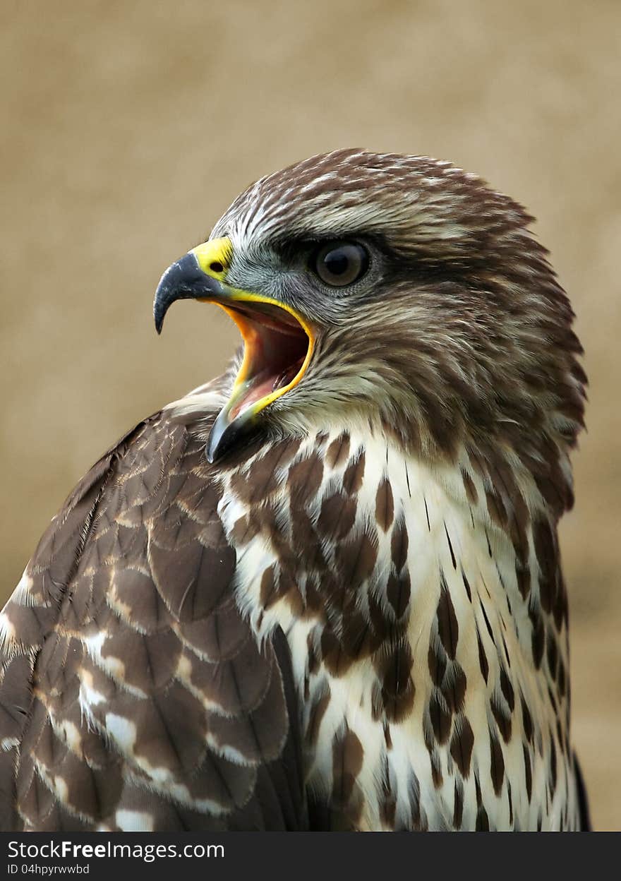 Screeching buzzard portrait - Buteo buteo. Screeching buzzard portrait - Buteo buteo