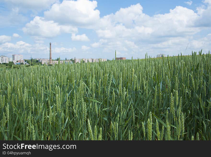 Green wheat field