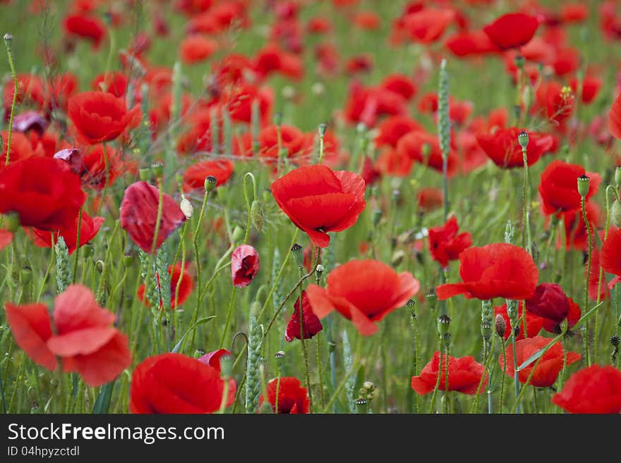 Poppies On A Field