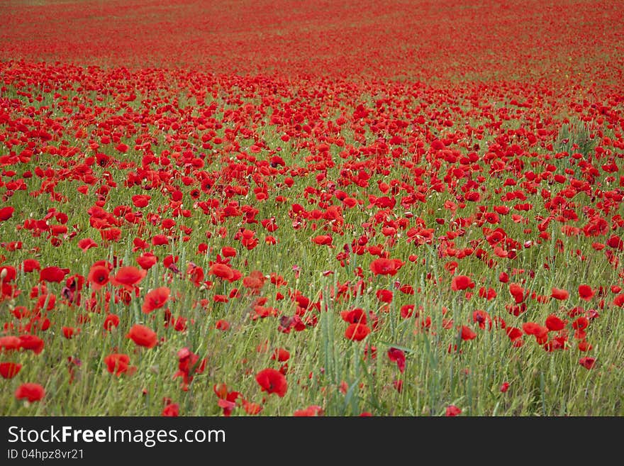 Poppies on a field