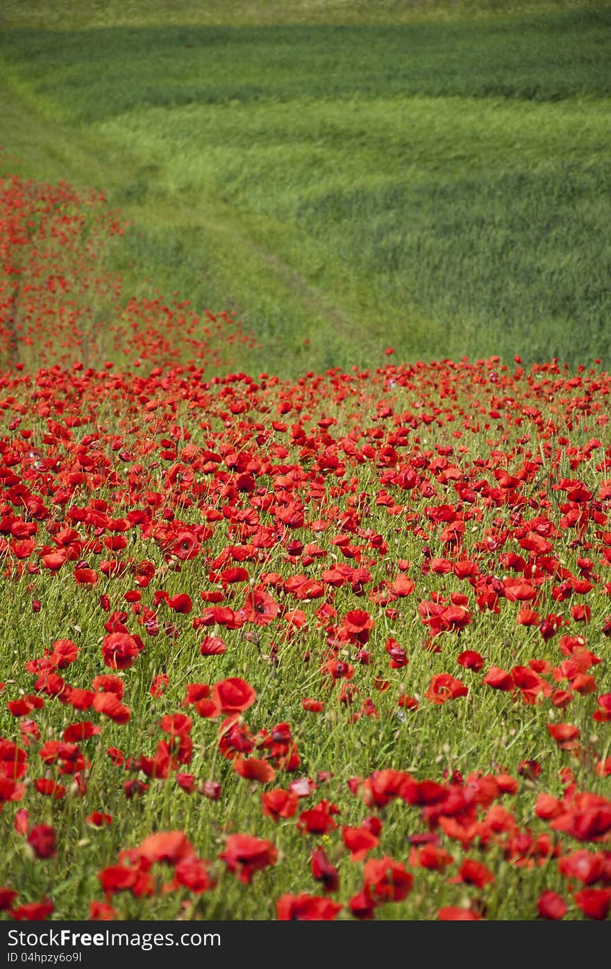 Poppies on a field