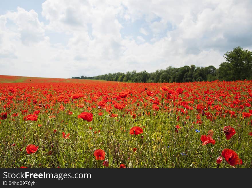 Poppies on a field