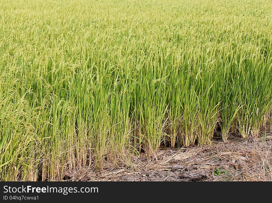 Green paddy rice in field.