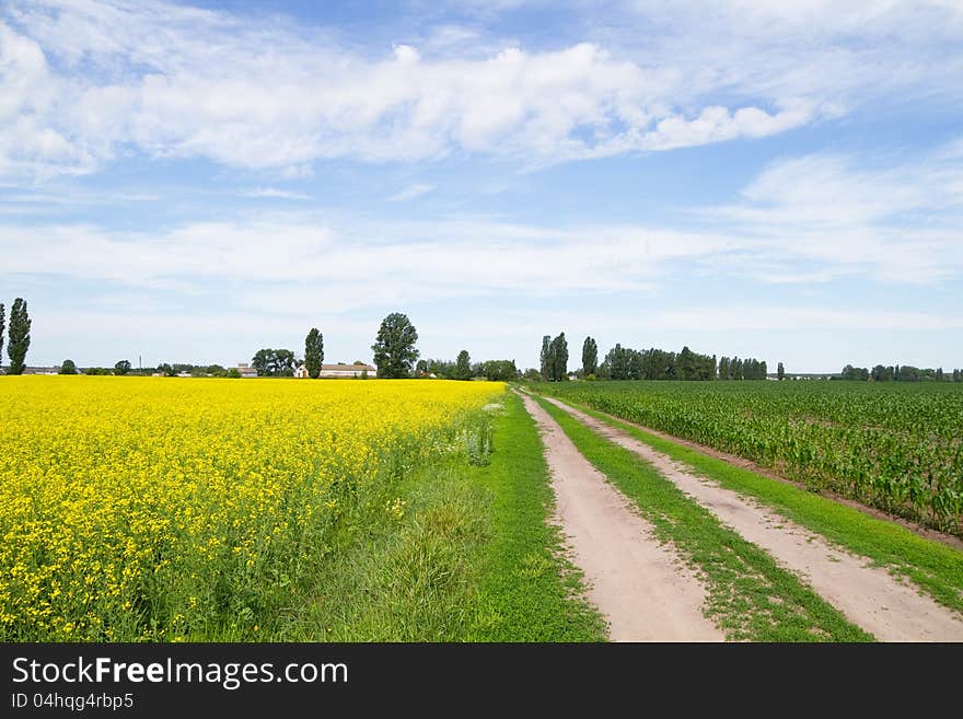 Road through flowering canola fields. Road through flowering canola fields