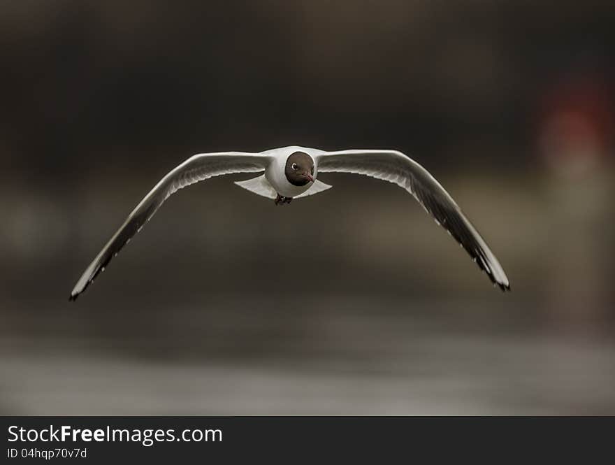 Laughing gull looking for food. Laughing gull looking for food