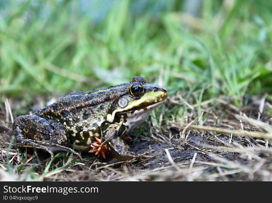 Green frog in the grass in the summer