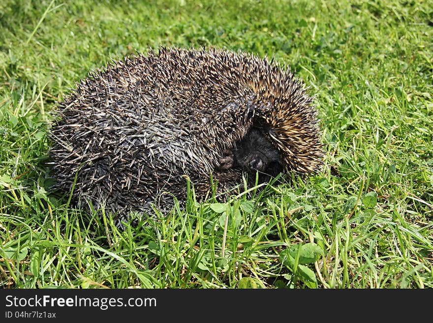 Young hedgehog sleeping in the grass