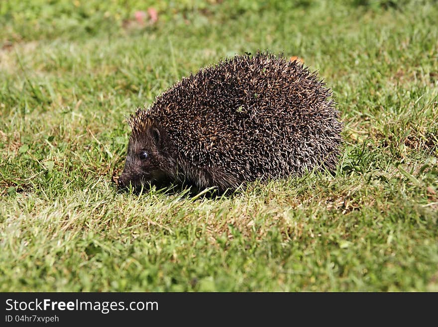 Young hedgehog sleeping in the grass. Young hedgehog sleeping in the grass