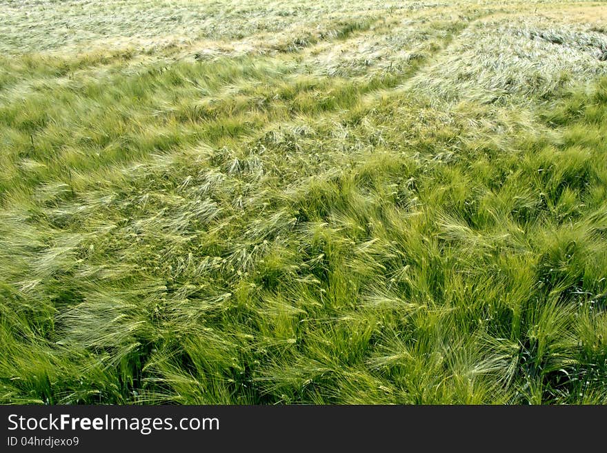 Barley field