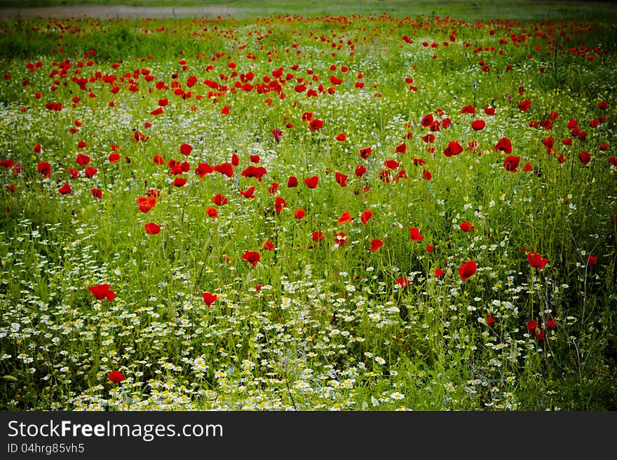 Poppy field