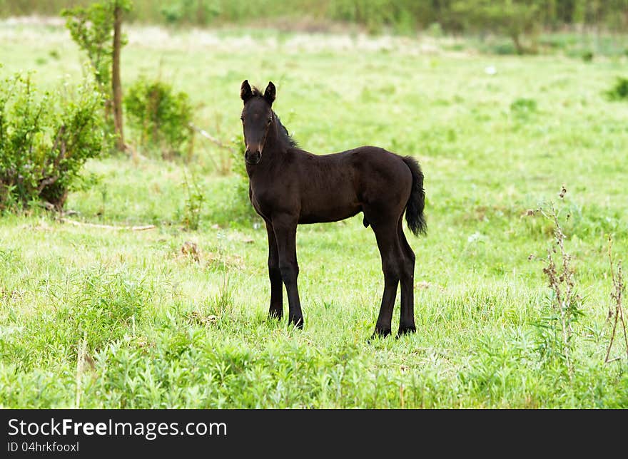 Young foal in the green field