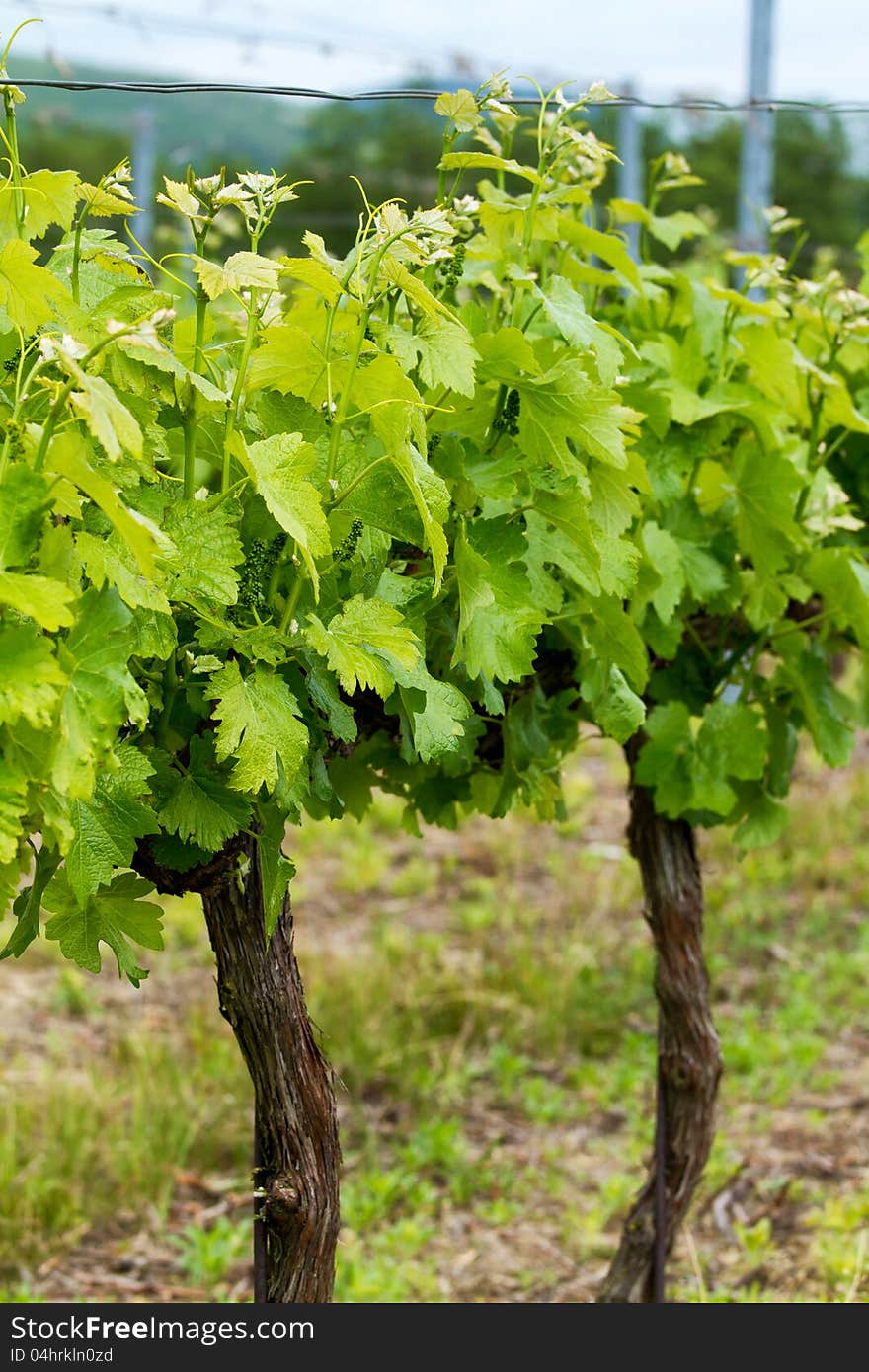 Close-up for a beautiful rows of grapes