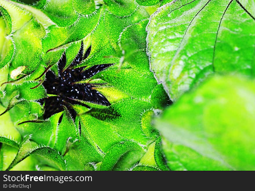 Sunflower under bright sunlight. Abstract natural backgrounds