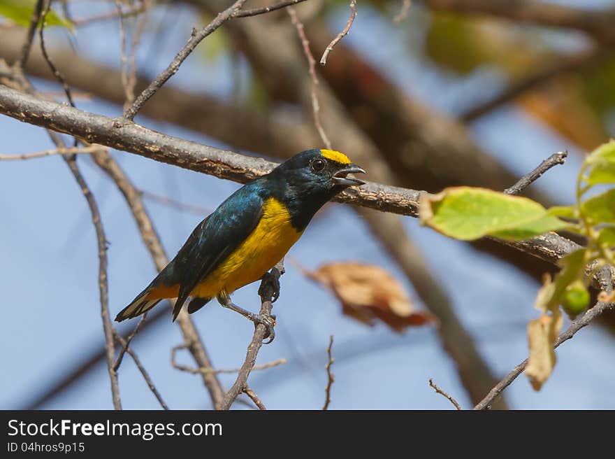 Female Spot-crowned Euphonia in Tropical rainforest at Fort Sherman, Colon, Panama.