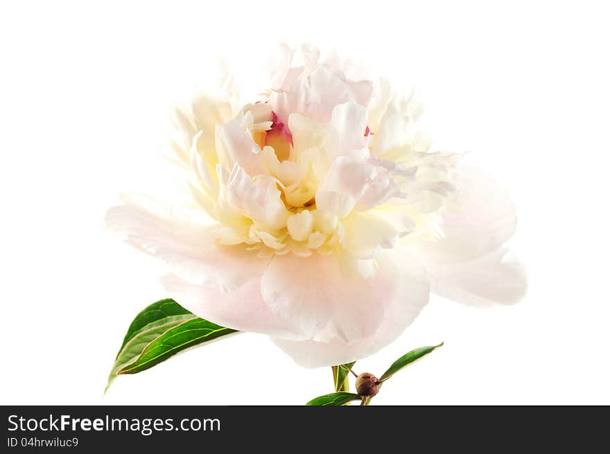 Peony flower, close up, on a white background