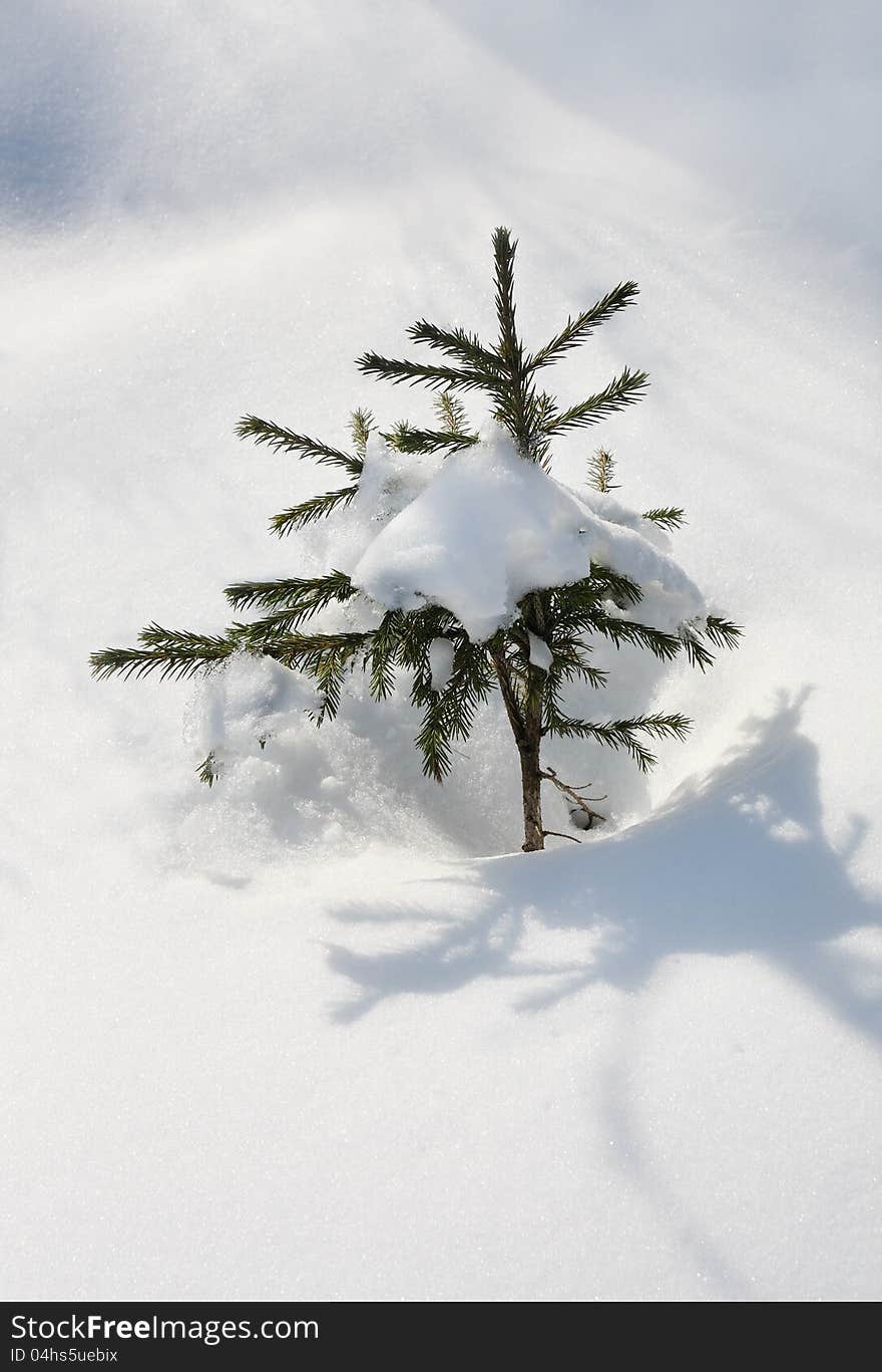 Small evergreen spruce tree with fresh white snow in deep snowdrift. Small evergreen spruce tree with fresh white snow in deep snowdrift