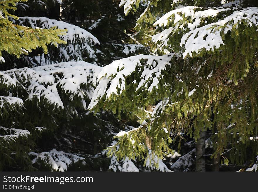 Many Branches Of Big Spruce Tree With Snow