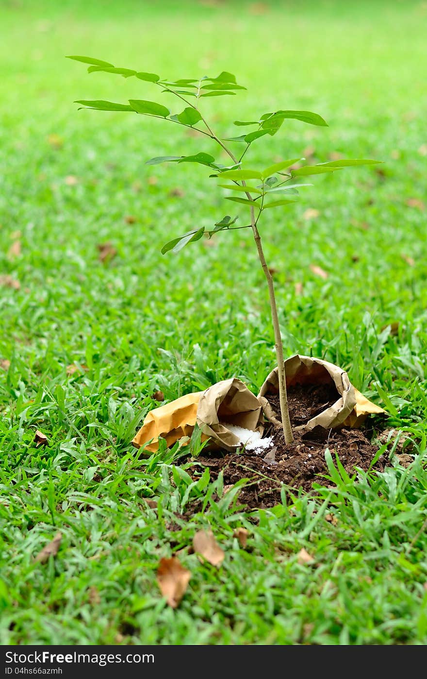 Tree growing with nutrient at park