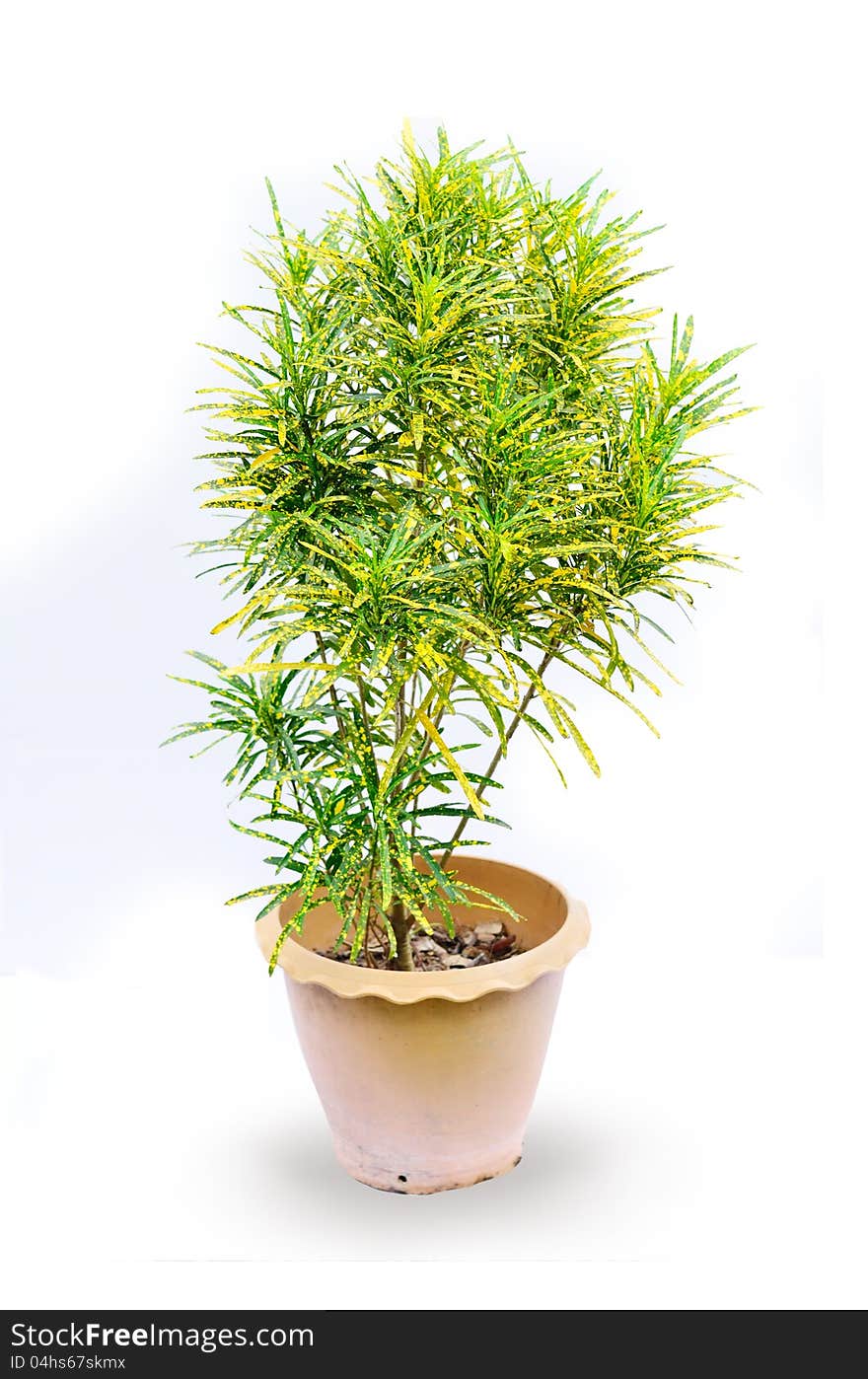 Houseplant in pot isolated on white background