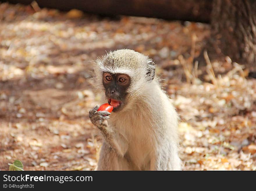 Human feeding monkey fruit in the National Kruger Park in South Africa