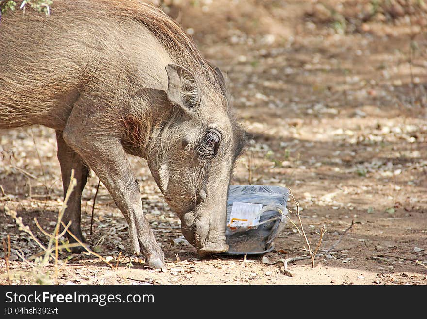 Warthog feeding on human litter