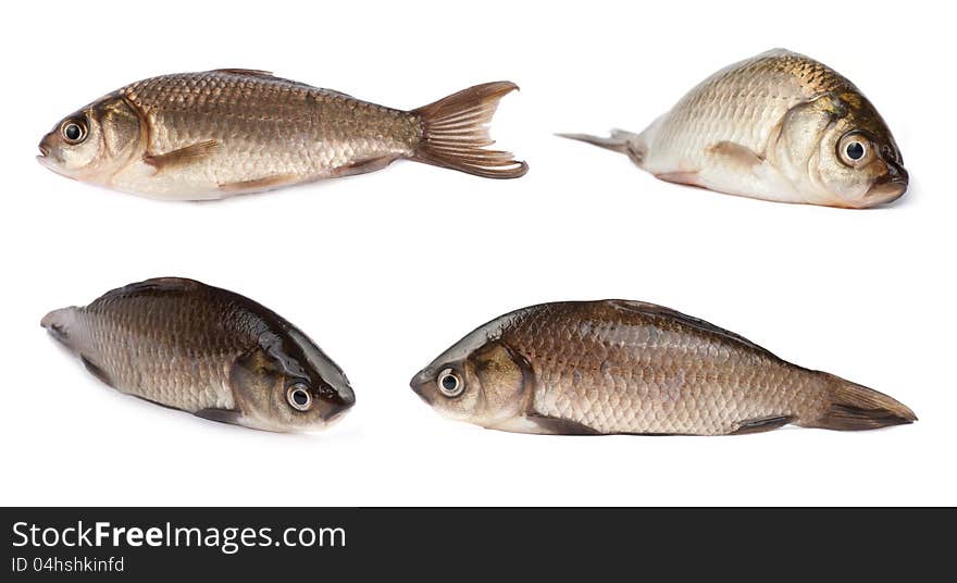 Freshwater Crucian carp  on white background. Lake fish. Shallow depth of field. Freshwater Crucian carp  on white background. Lake fish. Shallow depth of field.