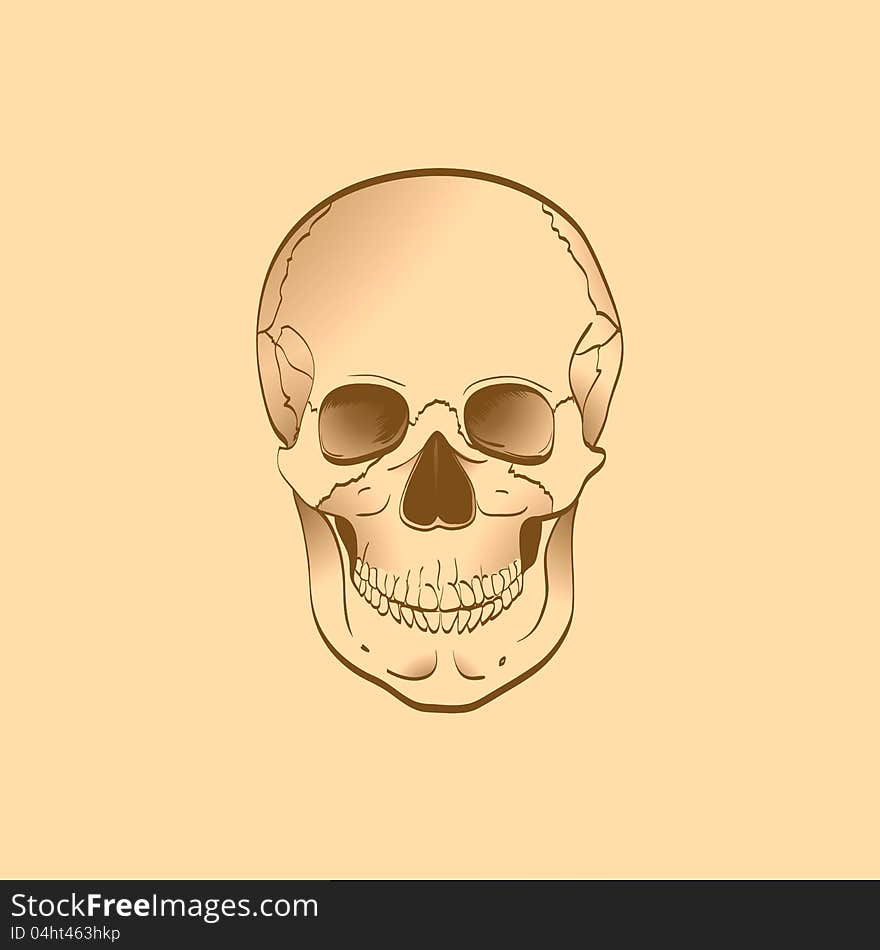 Illustration of human skull isolated