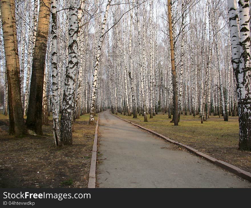 There are trees and road in a summer forest