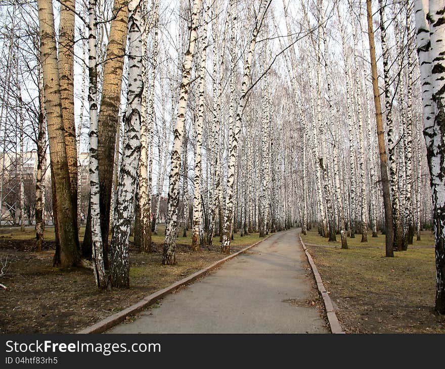 There are trees and road in a spring forest