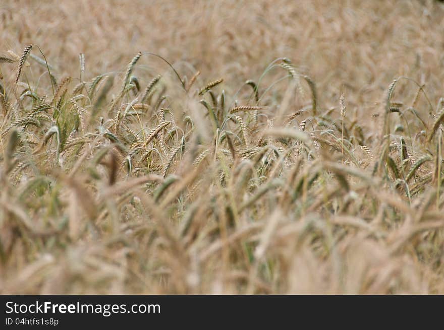 Backgroung From A Wheaten Field, DOF Middle