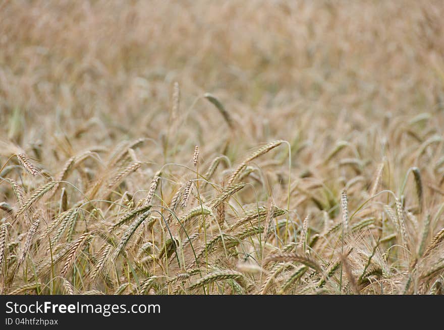 Backgroung from a wheaten field, small focus