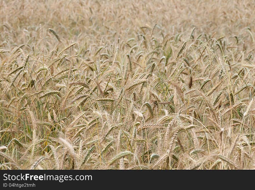 Wheaten field, fullframe, small focus. Wheaten field, fullframe, small focus.