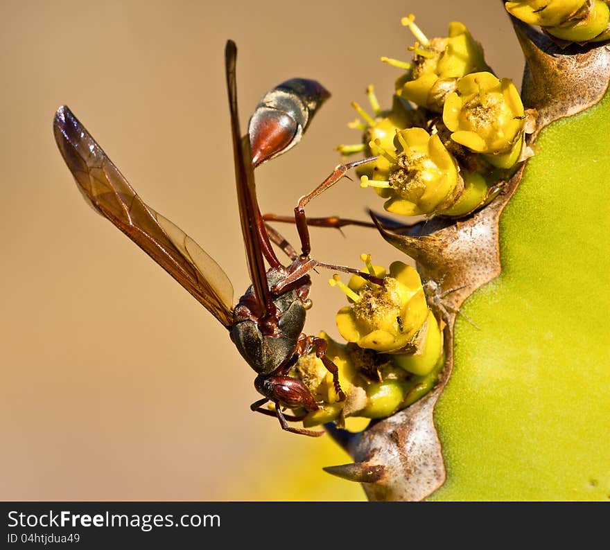 Wasp upside down