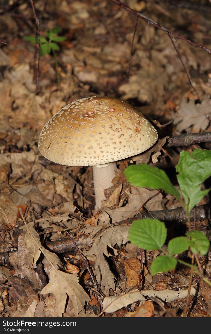 Amanita Pantherina inedible poisonous mushrooms. Amanita Pantherina inedible poisonous mushrooms