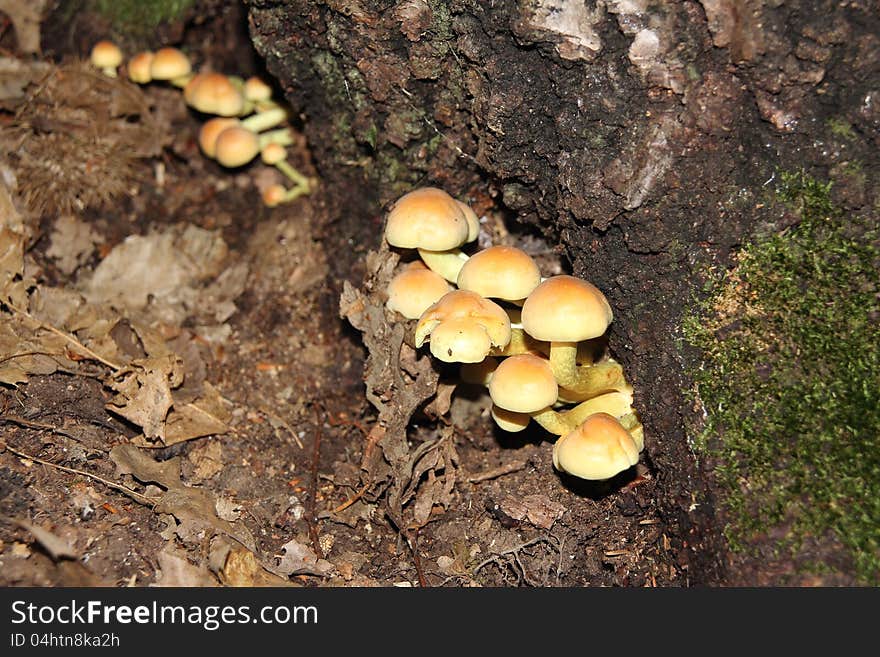 Shrub Armillaria grows on a tree in the forest