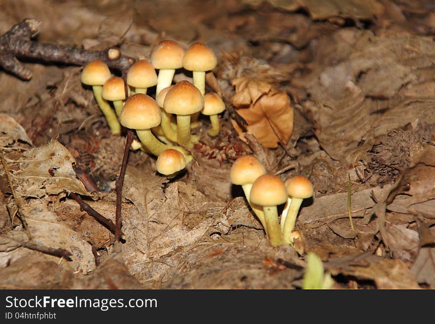 Shrub Armillaria grows on a tree in the forest. Shrub Armillaria grows on a tree in the forest