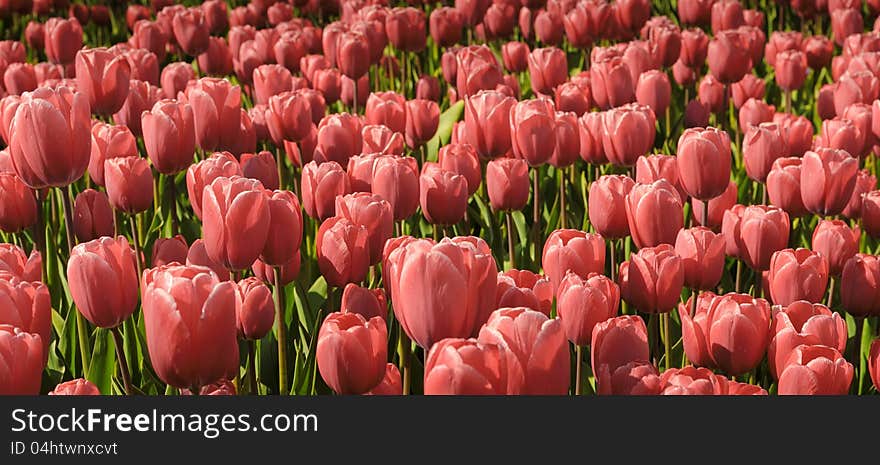 Field of pale red tulips