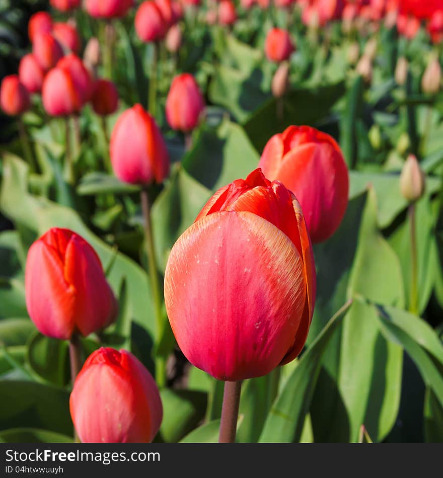 Red tulip among others