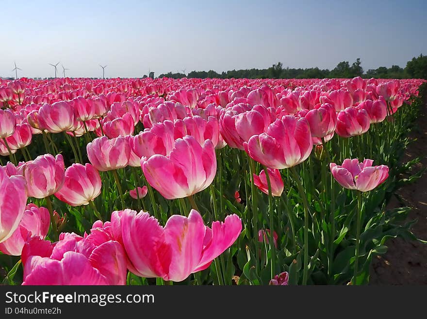 Large field of pink tulips in the sun. Large field of pink tulips in the sun