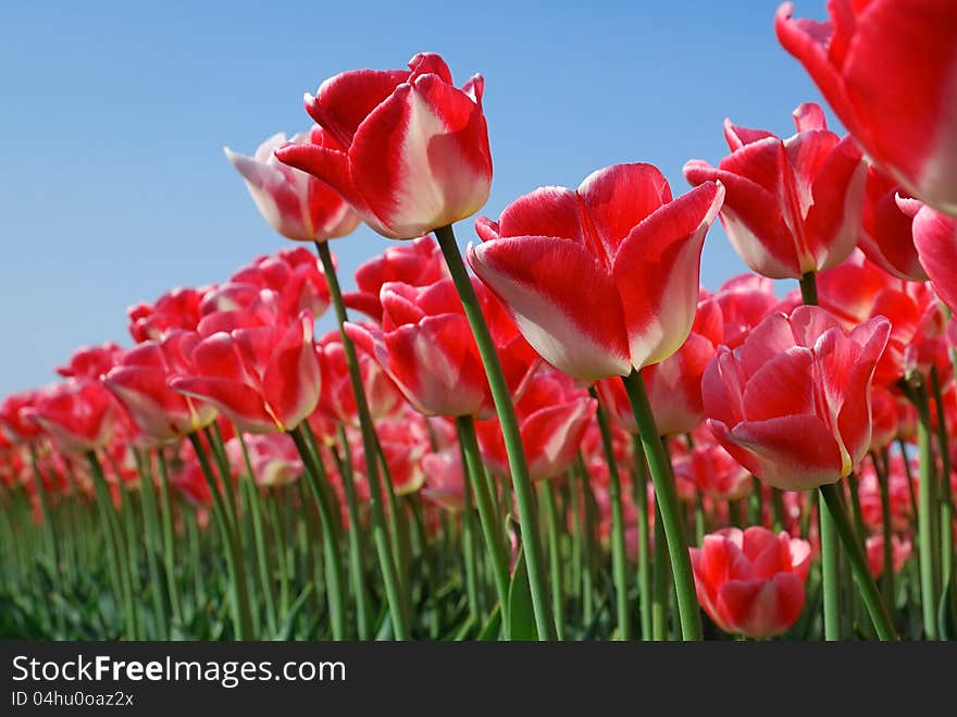 Large field of red tulips in the sun. Large field of red tulips in the sun