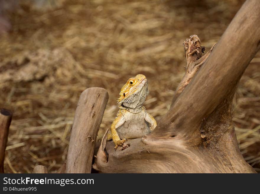 Agama bearded on a wood