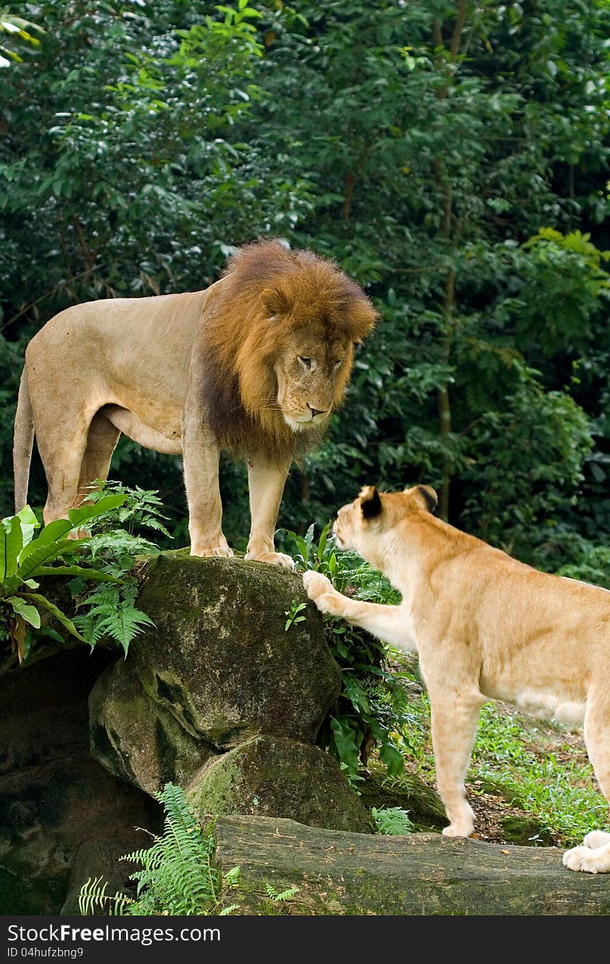 Male and female lions