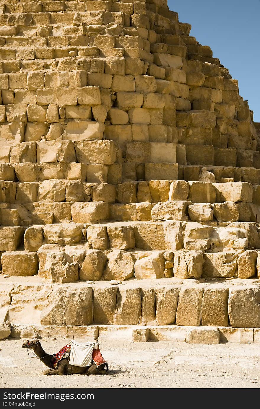 Camel on the background of the Egyptian Pyramids. Giza, Egypt.